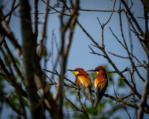 A couple of bee eaters on a tree