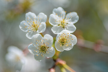 Delicate buds of cherry blossoms in spring