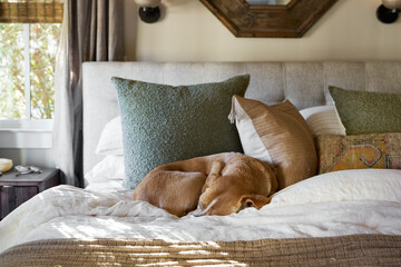 Sleepy dog curled up in a cozy primary bedroom