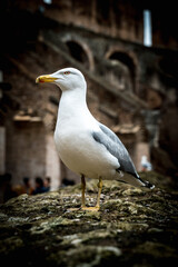 seagull
