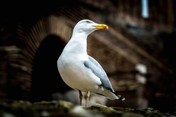 seagull
