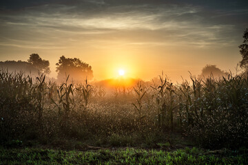blask wschodzącego słońca nad mgłami na polach wśród kukurydzy © Henryk Niestrój