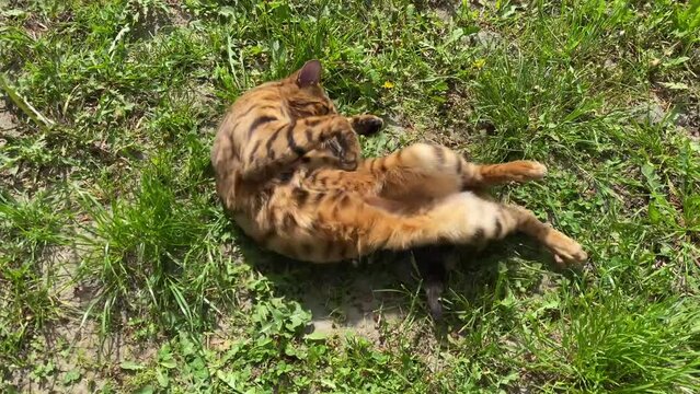 Bengal cat is playing 2
