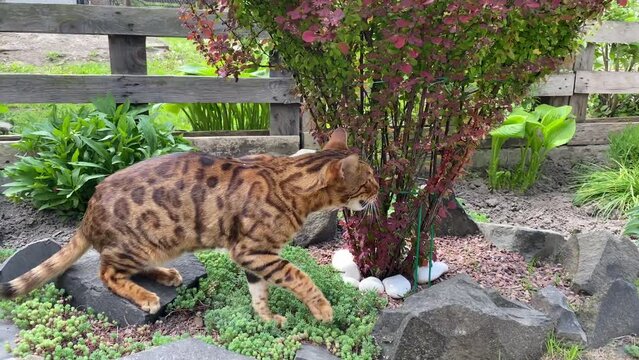 Bengal Cat 2