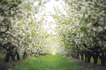 The apple orchard is in bloom selective focus