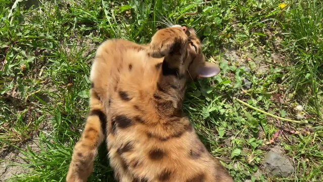 Bengal cat is playing 1
