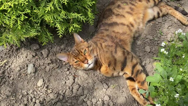 Bengal cat is resting 1