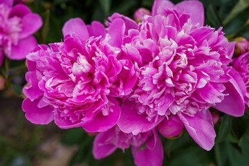 close up of blooming bright pink peony bushes