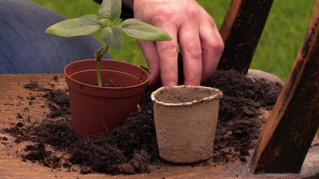 Gardener transplanting Sunflower seedling into plant pots on rickety old chair 