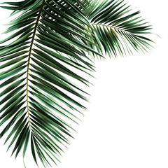 Obraz premium Palm leaves evergreen summer realistic on transparent backgrounds 3d rendering png