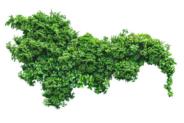 Fototapeta premium Set of ivy or green leaves isolated or on white background.