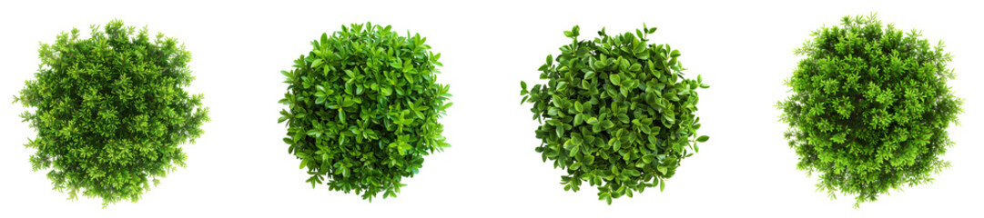 Obraz premium Top view hedge on transparent backgrounds 3d render png