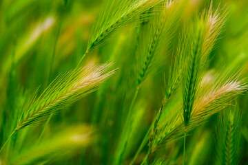green wheat field