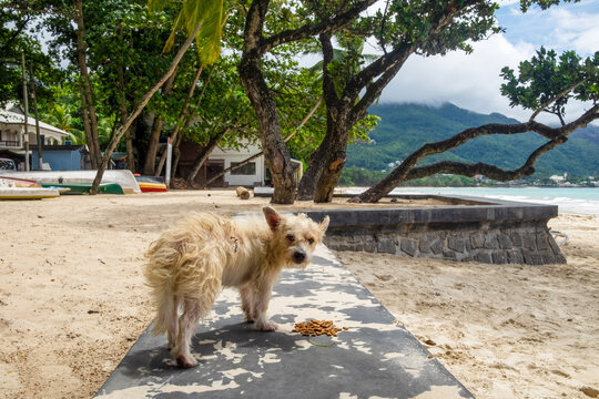 A stray dog eating food on the street near the beach.