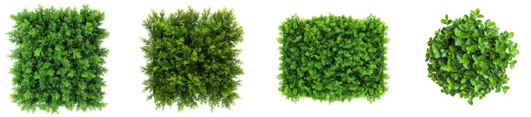 Obraz premium Top view hedge on transparent backgrounds 3d render png