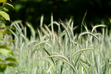 Lush Green Wheat Field in Early Summer - Nature and Agriculture Photography