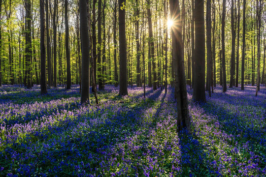 Hallerbos Forest full of bluebells at Sunrise