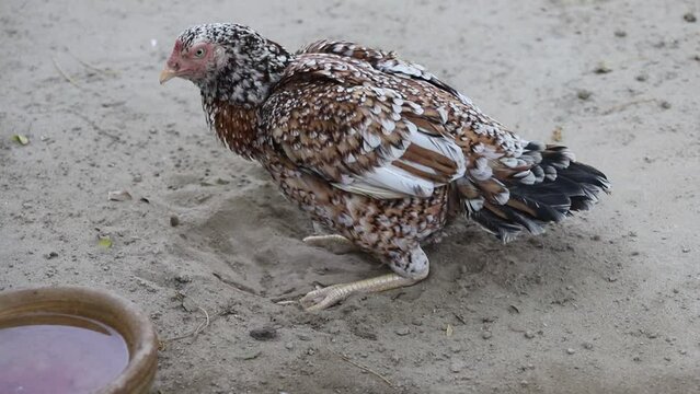 Beautiful footage of a aseel hen cleaning her feathers with her beak after a sand bath. Wing cleaning scene. Beautiful 4K footage.