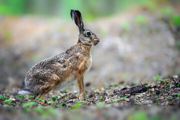 European hare ( Lepus europaeus ) close up