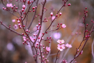 plum tree blooming in spring