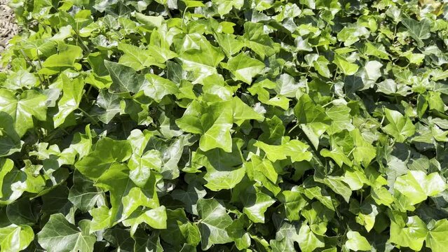 Ivy leaves, hedera helix