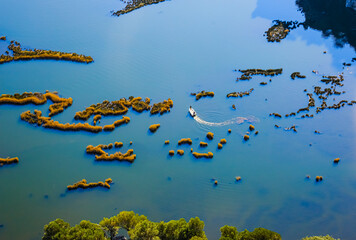 fish in the water