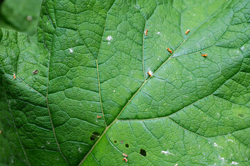 Close up of a giant green leaf of a Arctium lappa, Belgium
