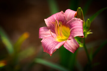 Single Day Lily Blooming Flower with Soft Background