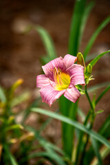 Single Day Lily Blooming Flower with Soft Background