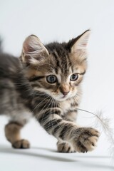 A kitten is playing with a feather, its paw is extended