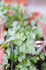 Fresh parsley plant grown in a pot