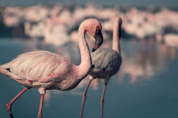 Wild african birds. Group of Greater african flamingos  walking around the blue lagoon on a sunny...