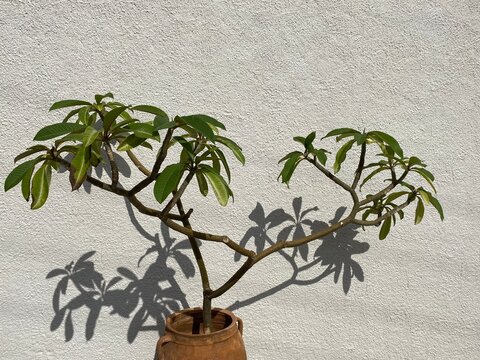 A potted orange tree in the garden of the village Palaikastro, Crete.