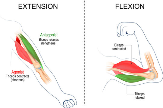 Extension and Flexion of Muscles
