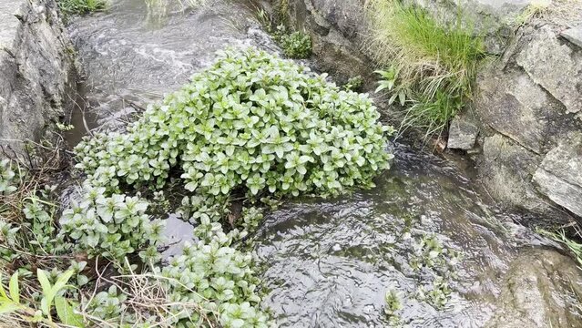Water Mint, Mentha aquatica