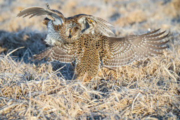 Sharptailed Grouse Fight