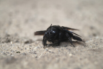 Xylocopa valga. Big black bee on the ground close-up. Carpenter bee