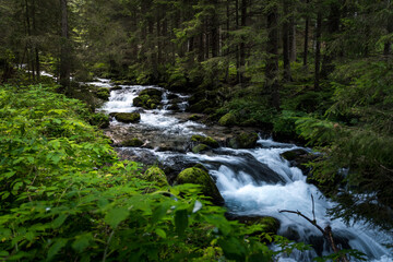 waterfall in the woods