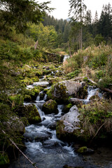 river in the forest