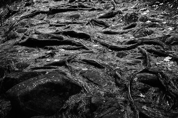 Abstract Black and White Tree Roots 