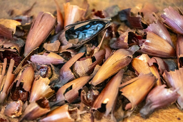 Top View salt roasted pine nut. Isolated in fine detail.
