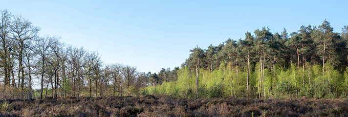 young birch trees with fresh spring leaves on edge of forest near Leusden and Amersfoort in holland