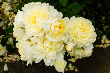 white and yellow roses