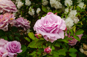 pink rose bush