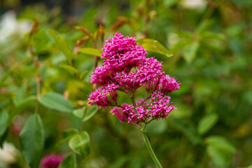 red valerian flower on green