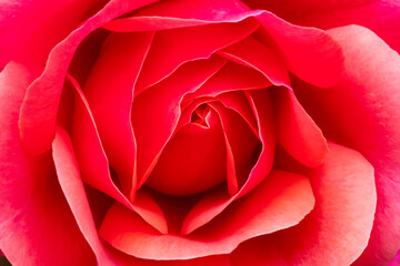 red rose closeup