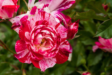 painted rose in garden