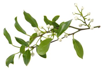 Branch with white flowers and green leaves, suitable for nature concepts