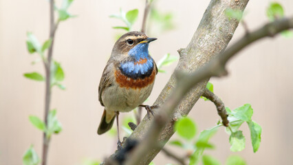 bird on a branch