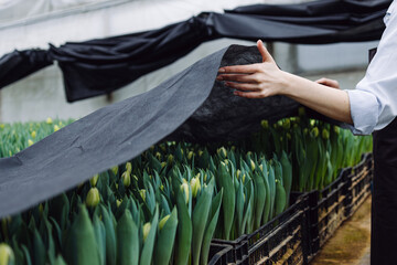 Growing tulips in a greenhouse